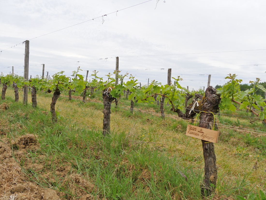 Виноградник на урожай